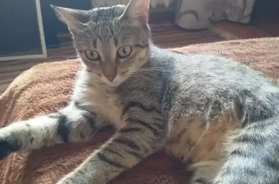 Кошки потеряшки, Боровичи, фото: Потеряшка кошка, Сушанская ул. 15, Боровичи