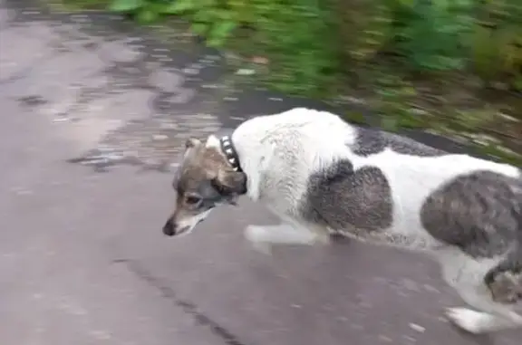 Собака найдена на ул. Рябиновая, Москва