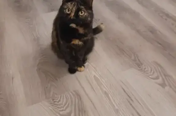 Кошки потеряшки, Троицк, фото: Потеряшка кошка, ул. Черняховского, 7