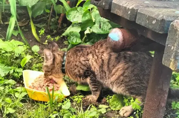 Найдена кошка, ул. Кирова 22, Тула