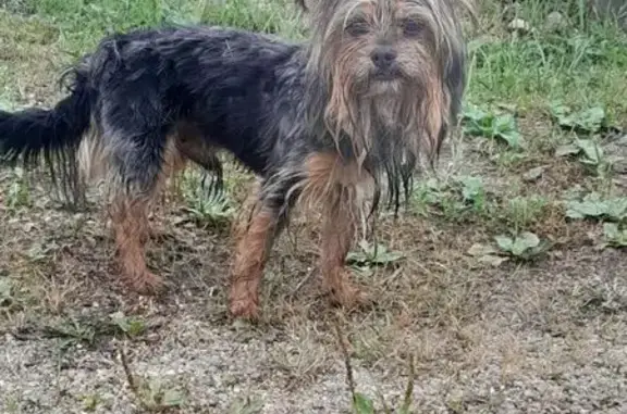 Найдена собака, Ярославская область, фото: Собака найдена в Кузнечихинском СП