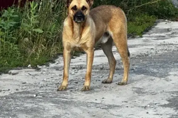 Найдена собака, Воронежская область, фото: Найдена собака в Скляевском, Воронежская обл.