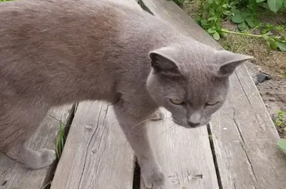 Найдена кошка, , фото: Кошка найдена: ул. Калинина, 60, Югорск