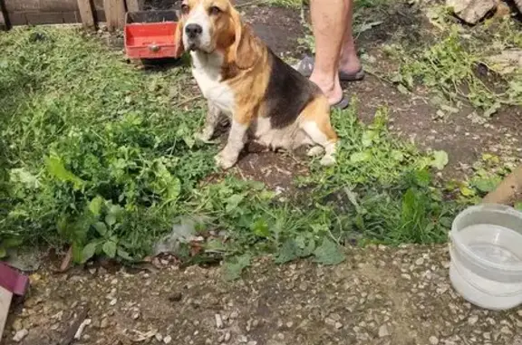 Собаки потеряшки, Данков, фото: Потеряшка собака на Орджоникидзе, 32, Данков