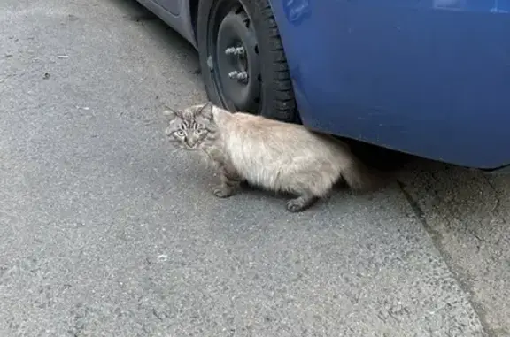 Кошка найдена на Гончарова, 5А, Москва