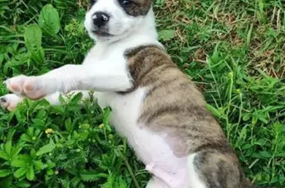 Собака найдена: Новая ул., 19, Тюмень