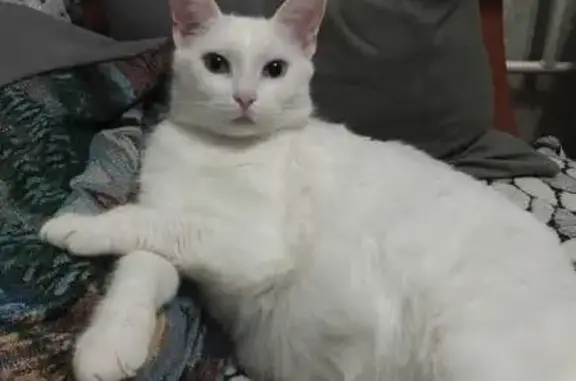 Кошки потеряшки, Фрязино, фото: Потеряшка белая кошка, Фрязино, ул. Горького, 22