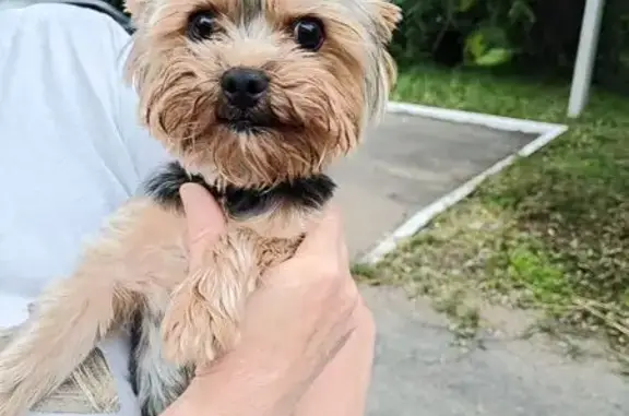 Найдена собака, Магнитогорск, фото: Йоркширский терьер найден на Менделеева 17