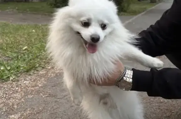 Собака найдена: Салютная ул., 13, Челябинск