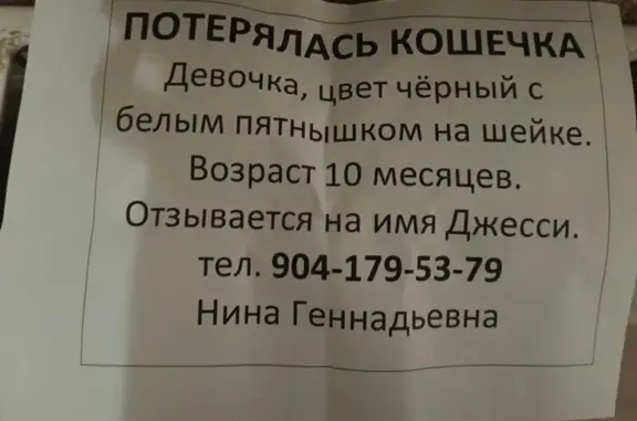 Пропала кошка, Екатеринбург