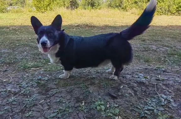 Собаки потеряшки, Сомово, фото: Потеряшка собака, ул. Мира, Сомово