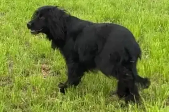 Собака на Железнодорожной в Тамбове