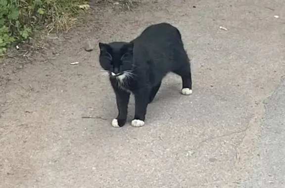 Кошка найдена, ул. Есенина, 7