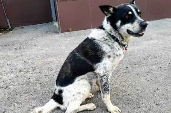 Собака найдена на Шевченко, Симбирки 27