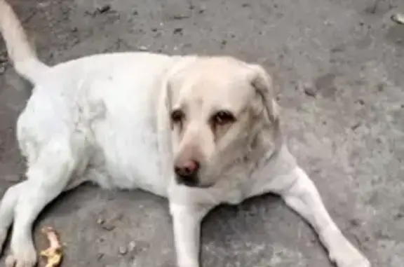 Найдена собака, Качканар, фото: Лабрадор найден, Качканар, тел. на фото