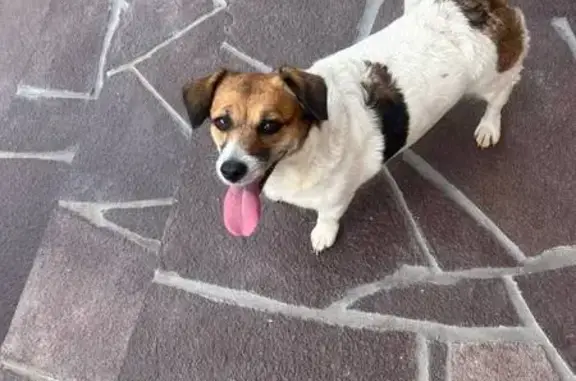 Собака найдена, Просторная ул., Пычанки