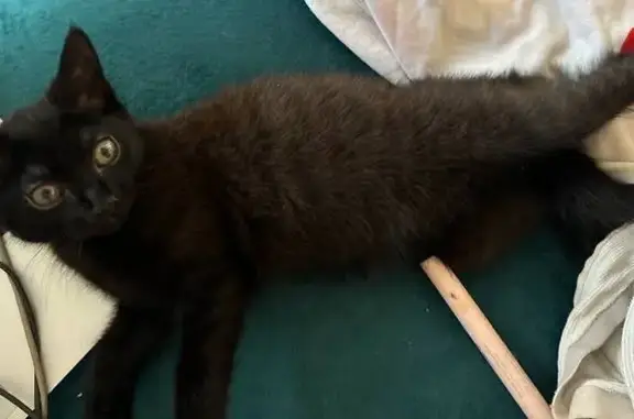 Пропала кошка на Крылатый, 17, Иркутск