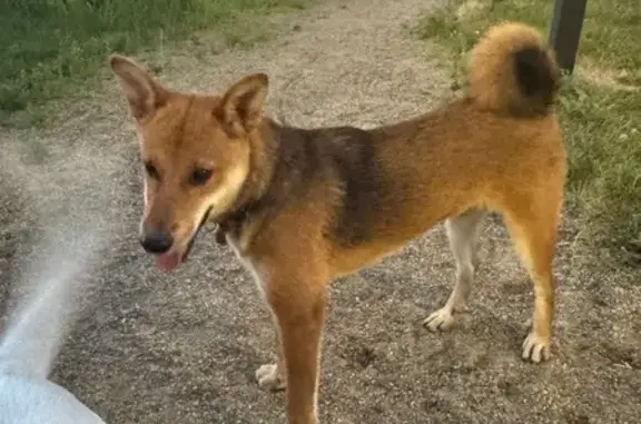 Найдена собака на ул. Цветаевой, Краснодар