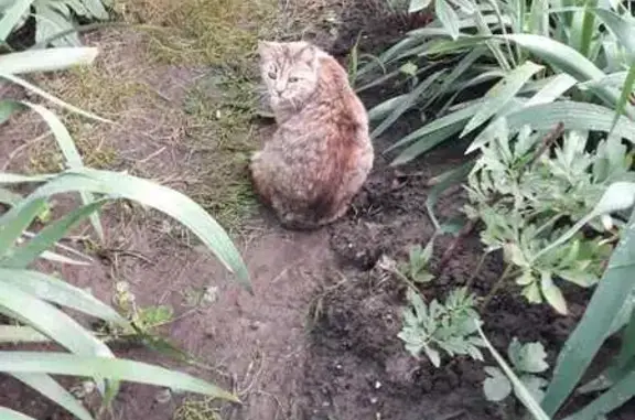 Кошка найдена, ул. Степанова, 33, Тула