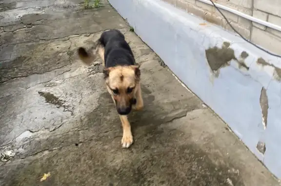 Собака найдена, ул. Красная Площадь, 3Б