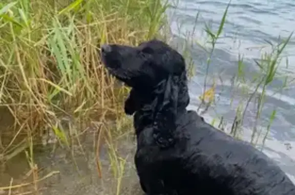 Пропала собака, Советская 2/12, Зерноград