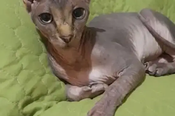 Найдена кошка, Ставрополь, фото: Кошка найдена: ул. Серова 268, Ставрополь