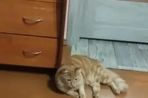 Потерянные животные Минск, фото: Пропала кошка, Клумова 17, Минск