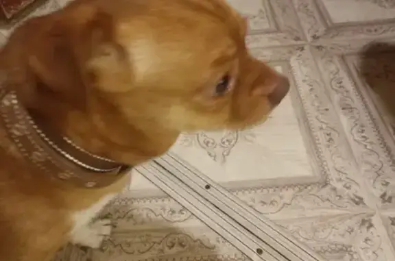 Найдена собака, Ишим, фото: Найдена рыжая собака, Орджоникидзе 34, Ишим