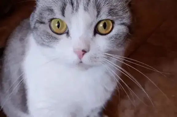 Объявления о пропавших и найденных животных, , фото: Пропала кошка, Коммунистическая 41, Тольятти