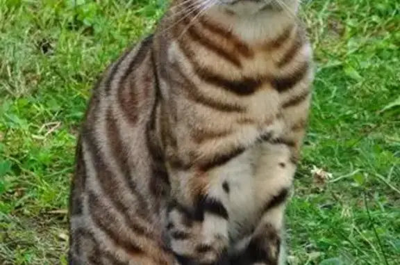 Кошки потеряшки, Сосновское сельское поселение, фото: Потеряшка кошка, 8-я аллея, 5, Сосновское