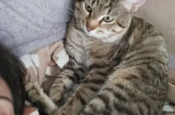 Кошки потеряшки, Липецкая область, фото: Потеряшка кот в Ярлуково, Липецкая область