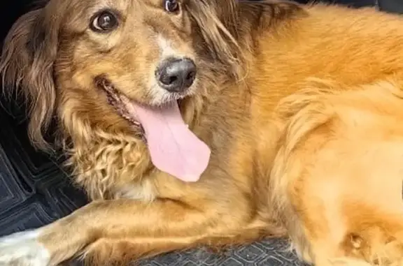 Светлый, Калининградская 1: Найдена собака