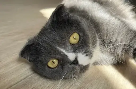 Пропала кошка, 1-й пр. Чехова, 10, Оренбург