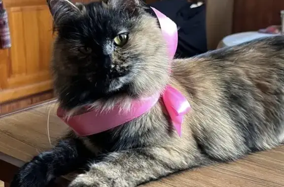 Пропала кошка, Школьная ул. 7, Оренбург