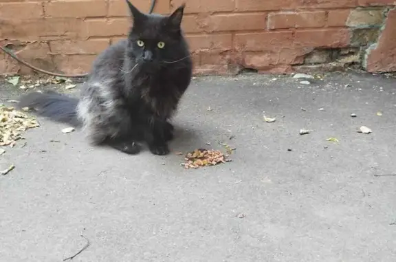 Кошка найдена: 5-я ул. Соколиной Горы, 19 к1