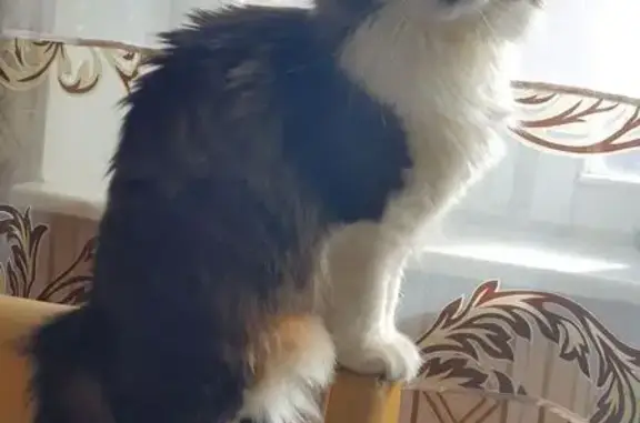 Кошки потеряшки, Москва, фото: Потеряшка кошка, ул. Кошкина, 19 к1, Москва