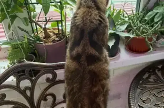 Кошка найдена: ул. Марата 35Б, Тула