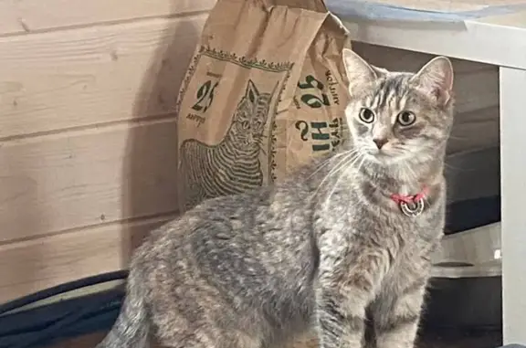 Кошки потеряшки, Финеево, фото: Потеряшка кошка, Янтарная ул., Финеево