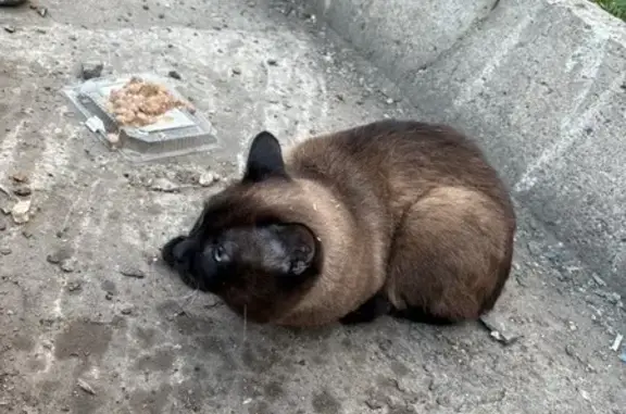 Кошка найдена на Пушкинской улице, Ижевск