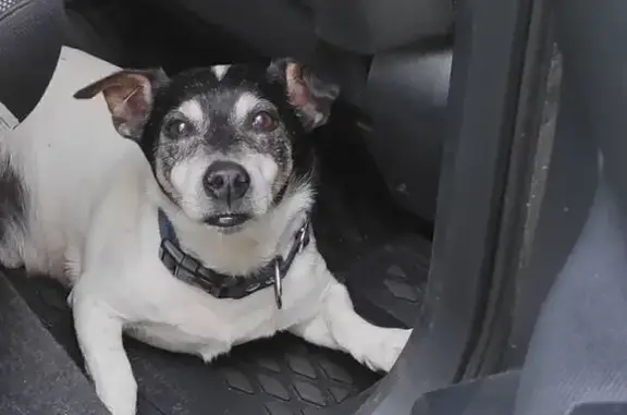 Собаки потеряшки, Ленинградская область, фото: Потеряшка собака, Заклинское, Ленобласть