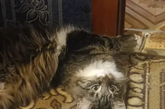 Кошки потеряшки, Петрозаводск, фото: Потеряшка кошка, Октябрьский пр., 4В