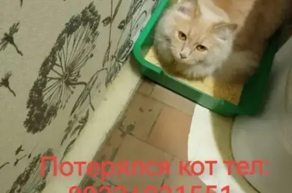 Кошки потеряшки, Нижневартовск, фото: Потеряшка кошка, Интернациональная 20, Нижневартовск