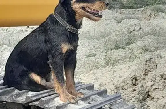 Собаки потеряшки, Коктебель (Крым), фото: Потеряшка собака, Арматлукская ул., Коктебель