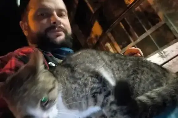 Кошка найдена на Кировоградской, Москва