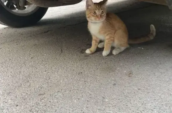 Найдена кошка, СПб, ул. Есенина, 40 к1