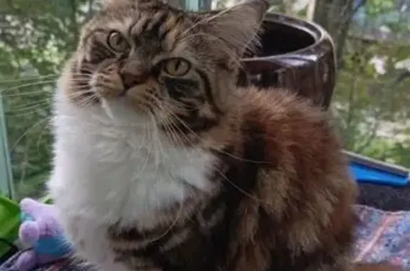 Кошки потеряшки, Архангельск, фото: Потеряшка кошка, Ленинградский пр., 275 к2