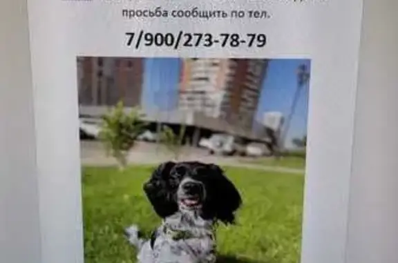 Пропала собака на ул. Дорофеева, 1