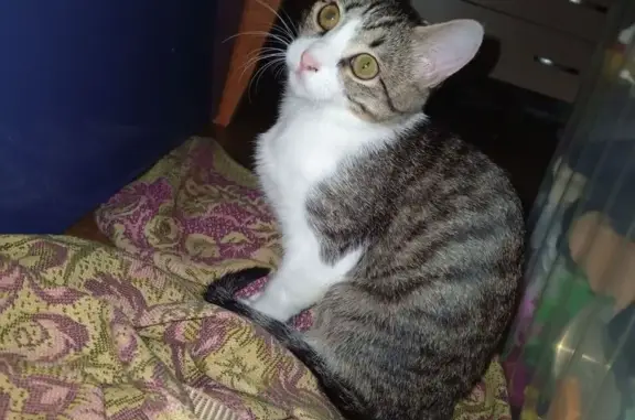 Пропала кошка, Приволжский, Саратовская обл.