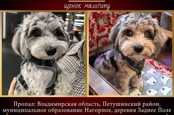 Пропала собака, Владимирская 36