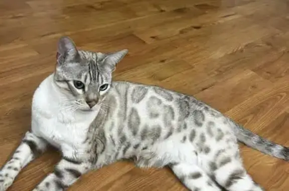 Кошки потеряшки, Владивосток, фото: Потеряшка кошка, Восточный пр., 25А